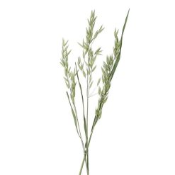 Pomax Fleurs | Collita - Fleurs Sechees - Avena Natural - H 72 Cm - Vert