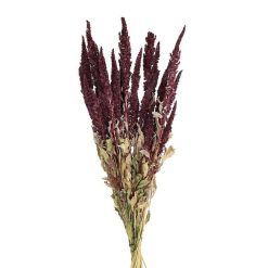 Pomax Fleurs | Collita - Fleurs Sechees - Amaranthus Natural - H 60 Cm - Vin