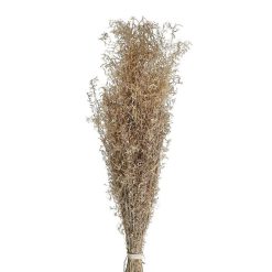 Pomax Fleurs | Collita - Fleurs Sechees - Munni Grass Natural - H 70 Cm - Naturel