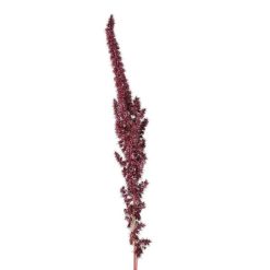 Pomax Fleurs | Collita - Fleurs Sechees - Amaranthus Natural - H 60 Cm - Vin