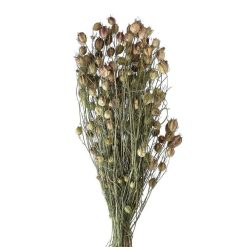 Pomax Fleurs | Collita - Fleurs Sechees - Nigella Natural - H 62 Cm - Vert