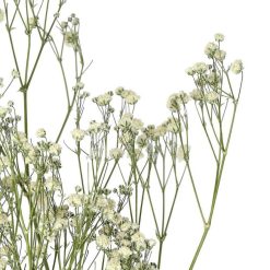 Pomax Fleurs | Collita - Fleurs Sechees - Gypsophila Natura - H 63 Cm - Blanc