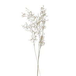 Pomax Fleurs | Collita - Fleurs Sechees - Munni Grass Natural - H 70 Cm - Naturel