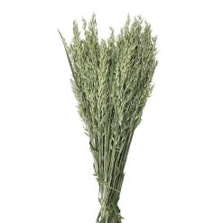 Pomax Fleurs | Collita - Fleurs Sechees - Avena Natural - H 72 Cm - Vert